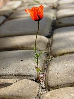 Огляд книги "Бог дає таланти всім. 50 уроків, щоб знайти себе та справу всього життя"