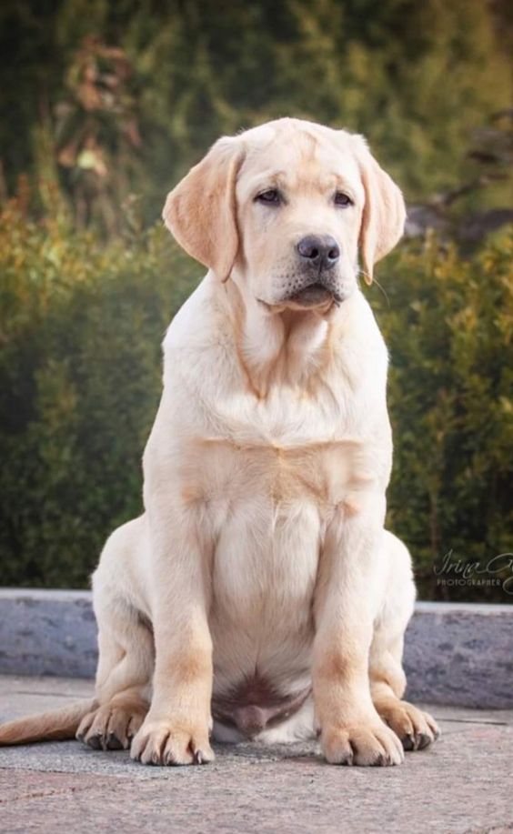 Основні теми книги "Пес на ім'я Мані", Бодо Шефера