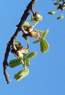 Весна 2025, Moon Grey