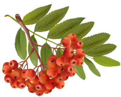 Зайчик і горобина, Василь Сухомлинський