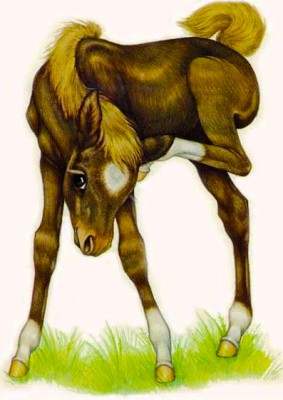 Коник Вогник, який засвітив зорі, Ірина Мацко