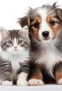 Котик і песик, Степан Босий