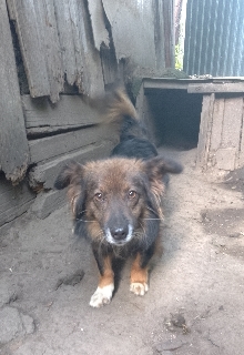 Толерантний пес , Руслан Гасимов