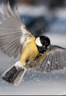 За вікном, Войлок